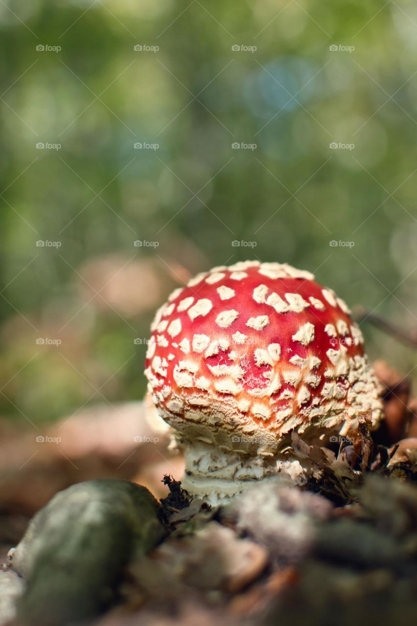 Magical mushrooms and fungi