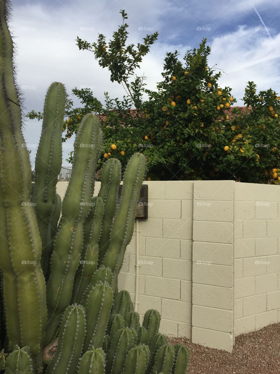 Cactus and citrus