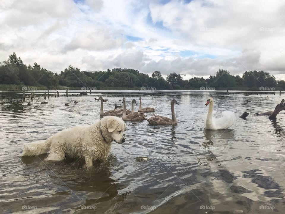 Golden retriver