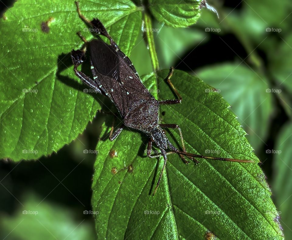 Long Stink Bug