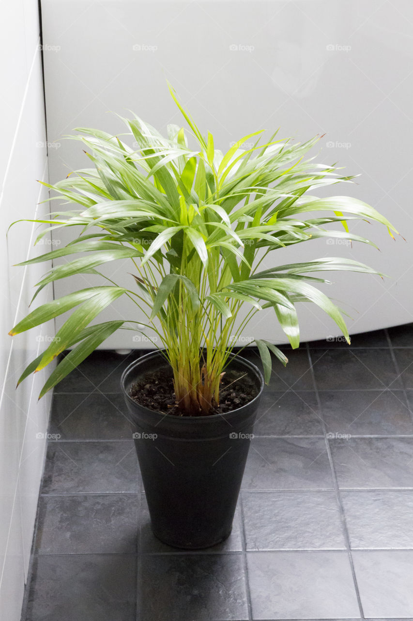 Green plant in dark grey pot on bathroom floor- grön växt i mörkgrå kruka på badrumsgolv