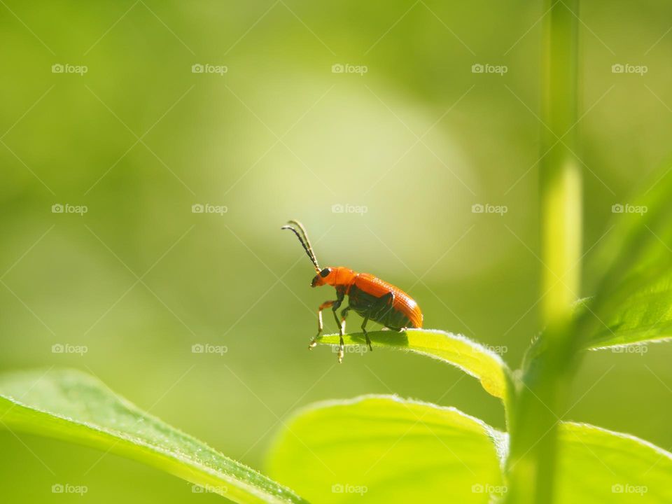 warrior beetle basking in the sun