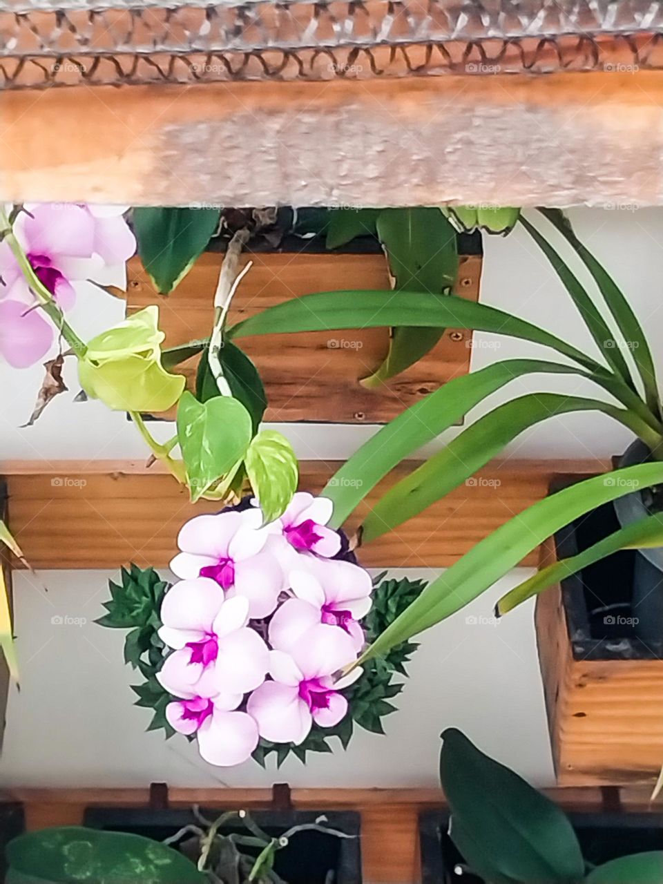 orchids