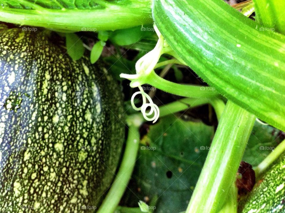 Growing green unripen pumpkin.