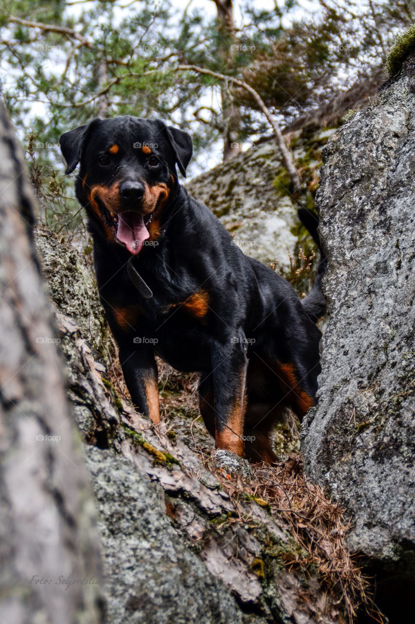 Smiling rottweiler enjoying the nature
Norway
