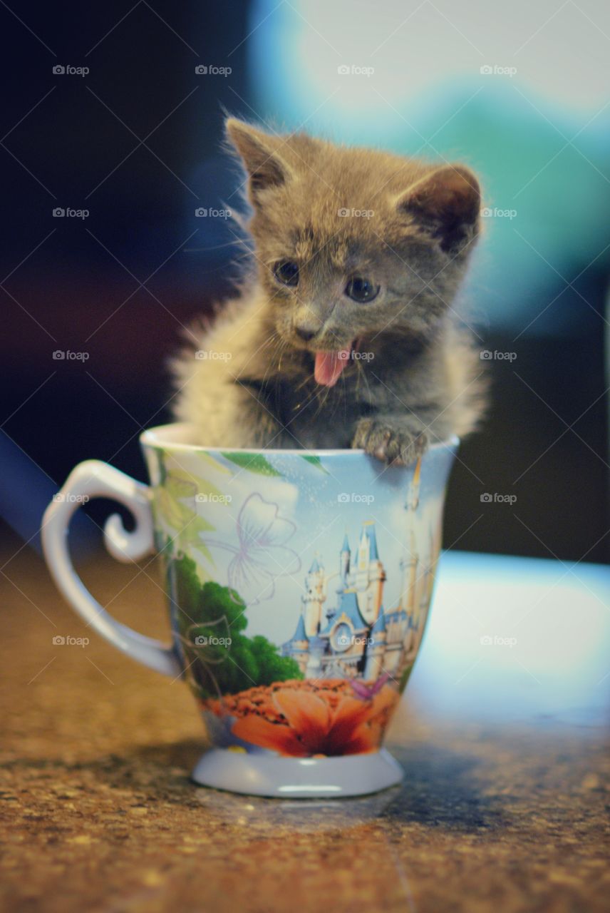 Kitten in a cup