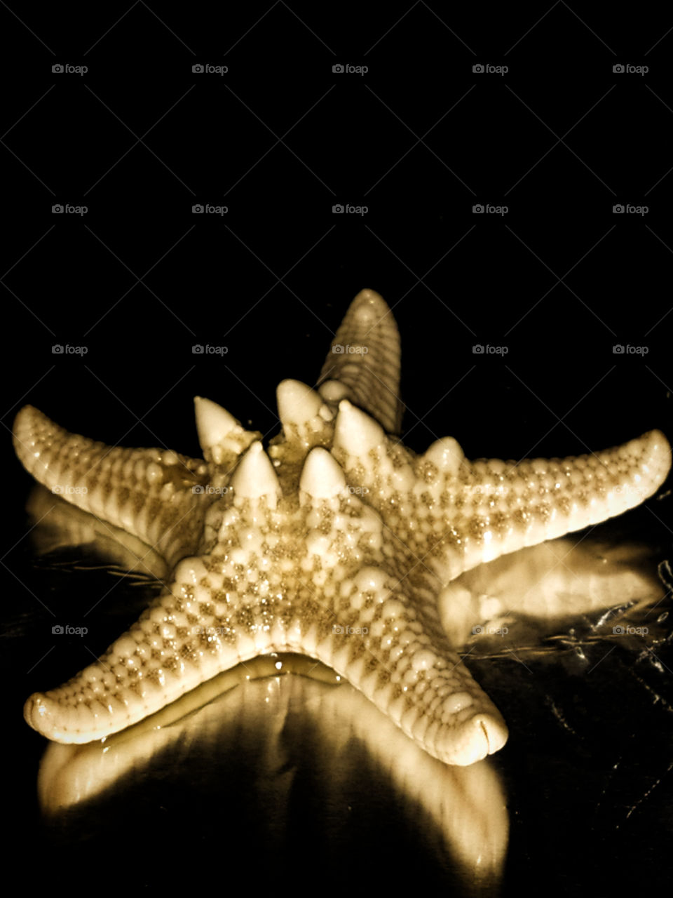 Starfish on a black background. Reflection