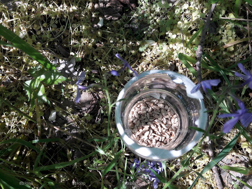 Sunflower Seeds and Nature