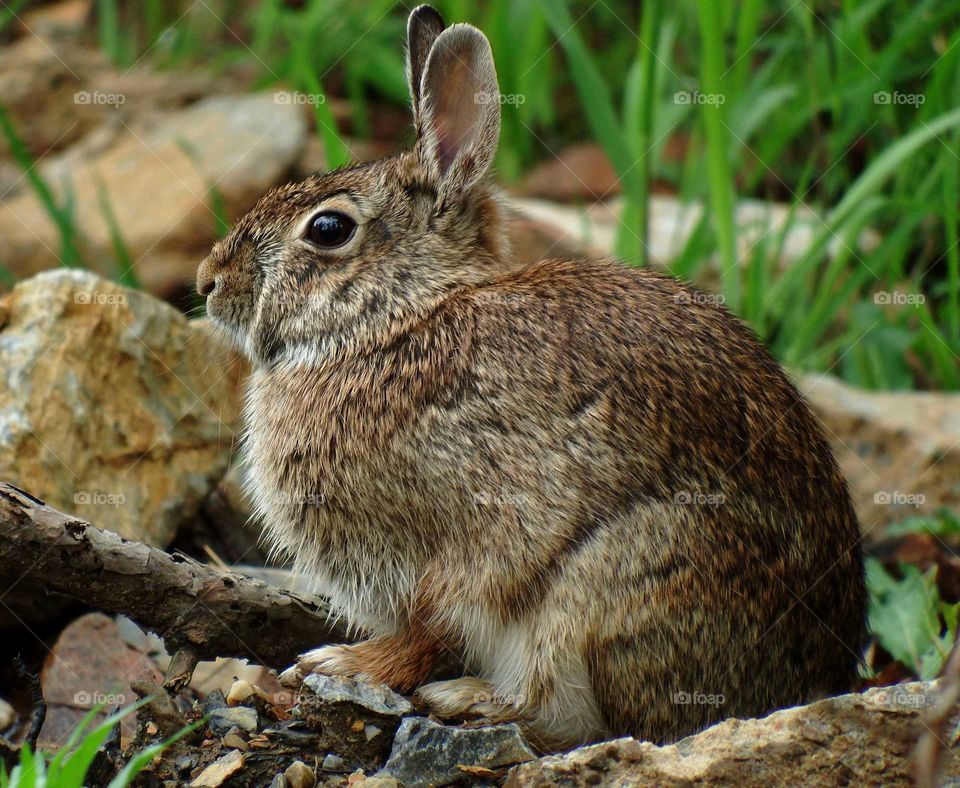 Rabbit- Eastern Cottontail