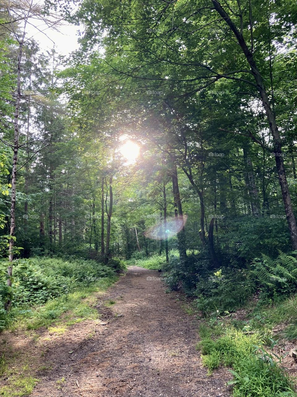 A pleasant stroll through the woods