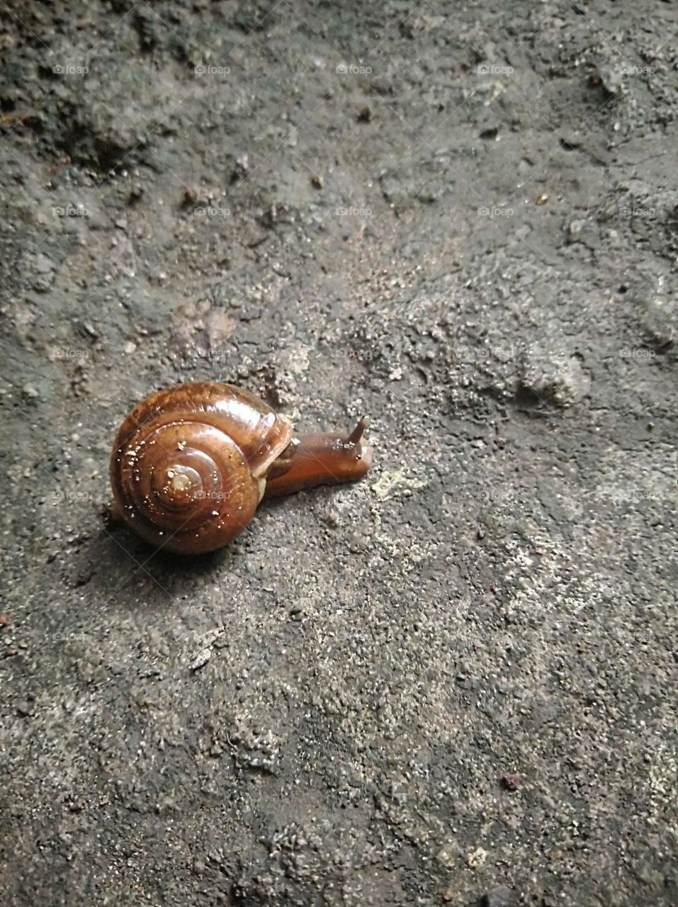 Snail