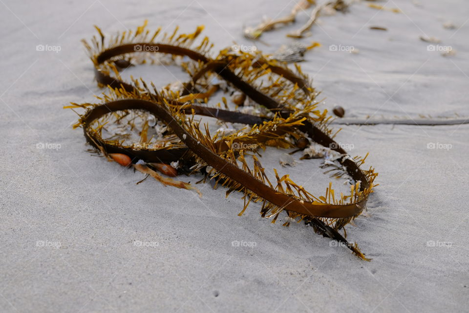 Carmel beach in the morning
