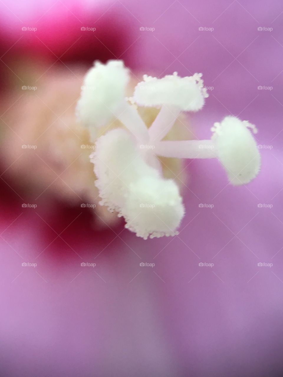 Hibiscus closeup