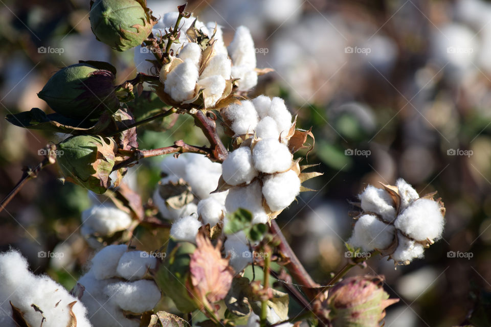 Cotton field