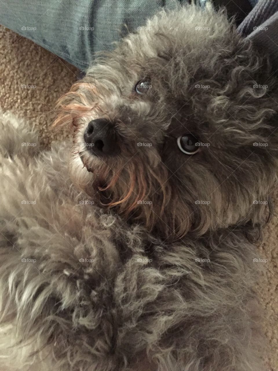 Eyes of Izzy. I wanted to capture the beautiful & curious face of my dog Izzy looking up at me.