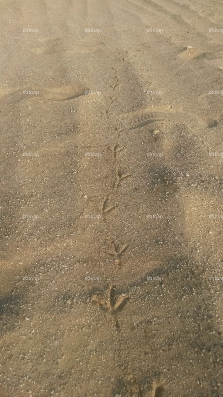 Birds feet on sand