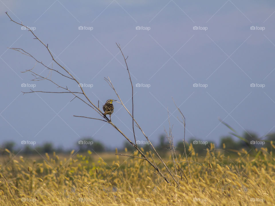 Meadowlark, taken in the Yolo Bypass Wildlife Area
