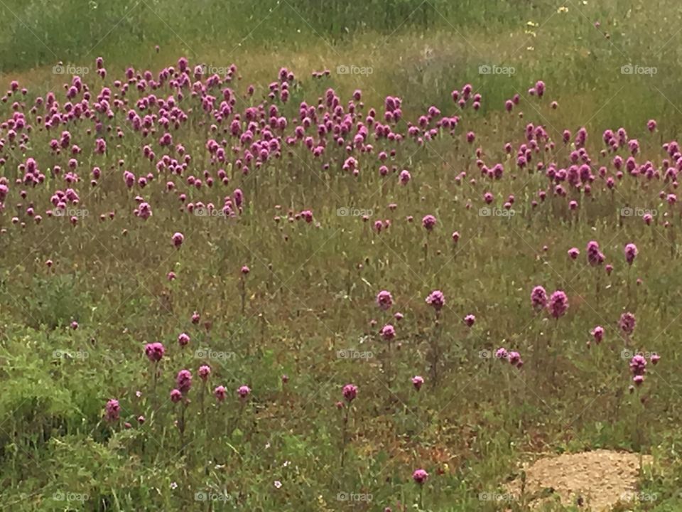 Wildflowers 