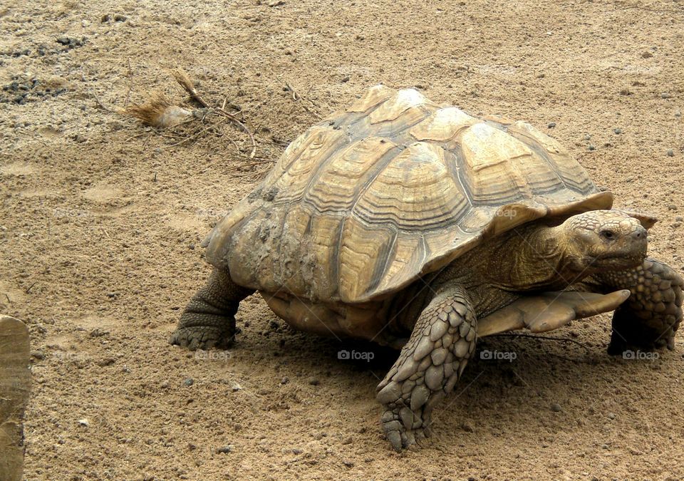 Close-up of turtle on soil