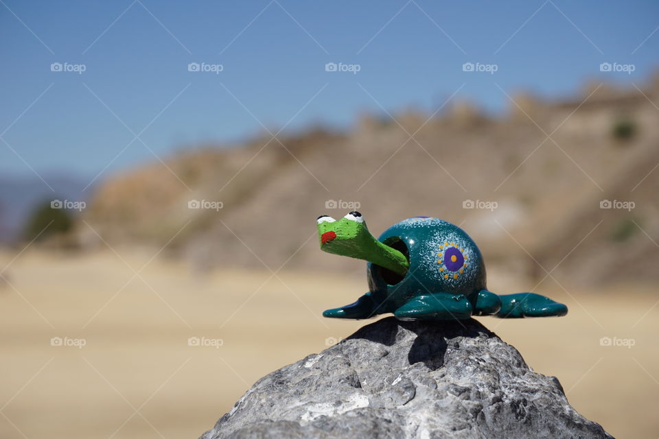 Turtle on a rock