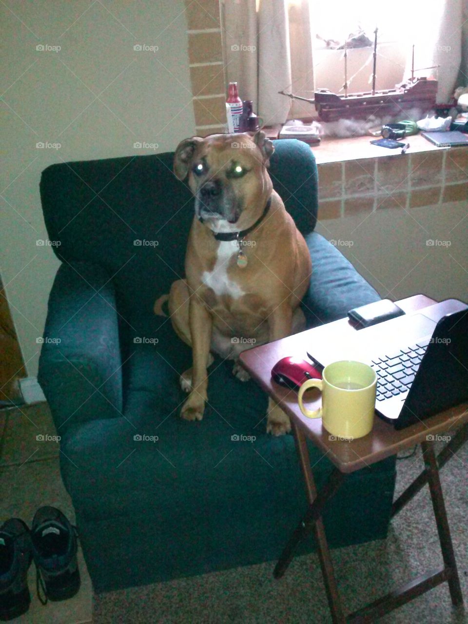 dog on computer. our dog buster sat in front of the computer.
