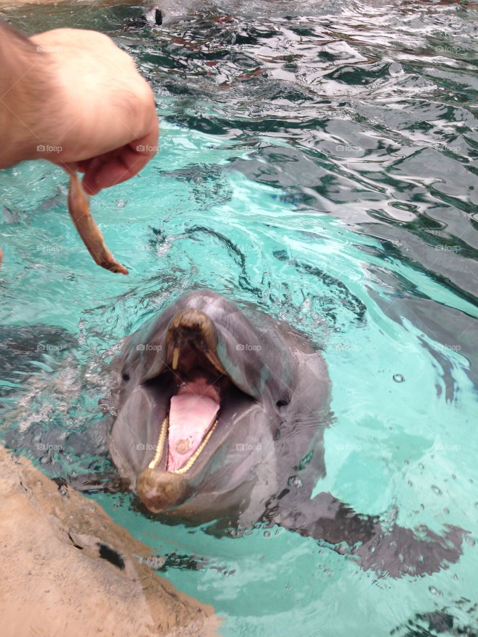 Feeding dolphins at Sea World