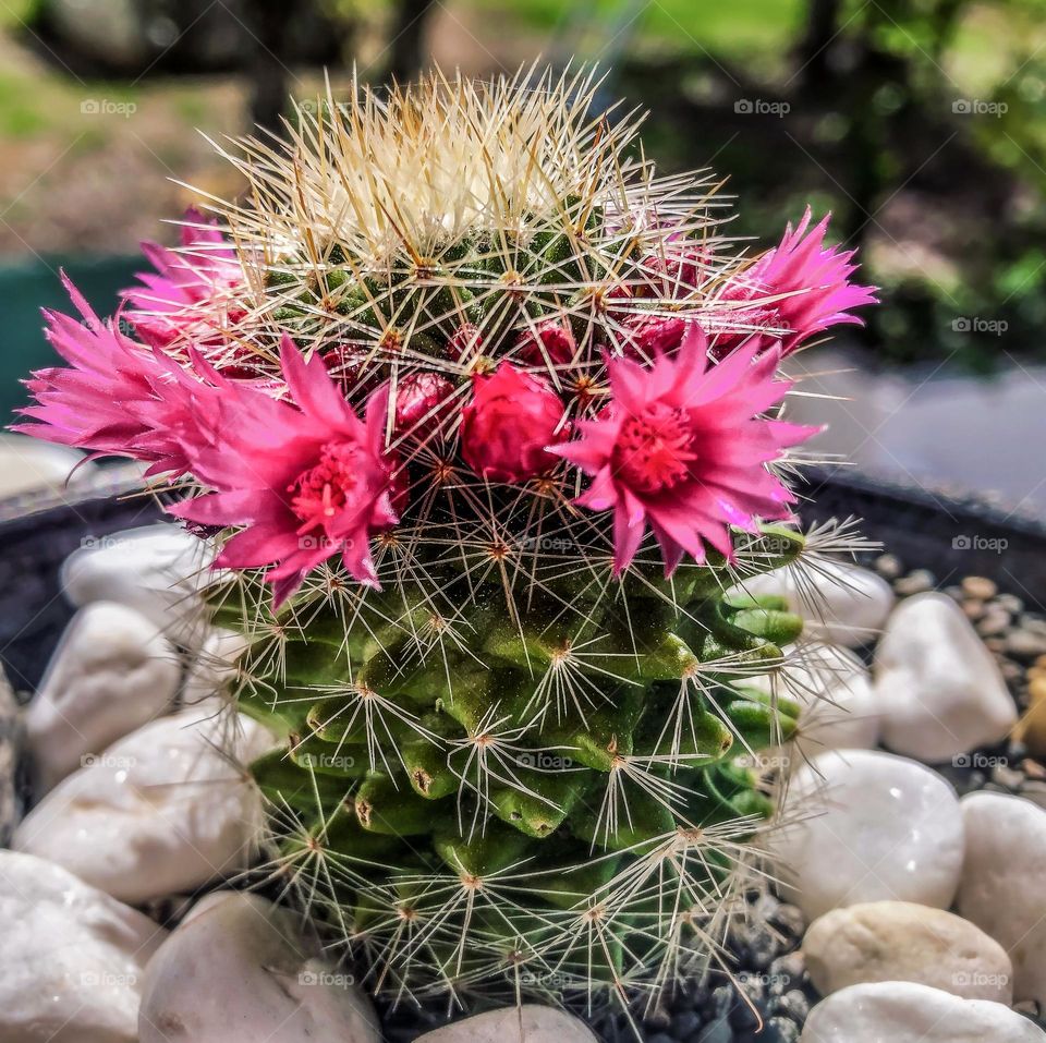 A cactus blooms when it is getting just the right care, in other words when it’s happy