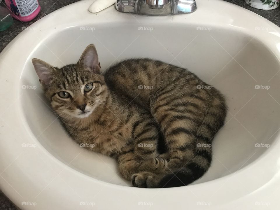 Cat laying down in sink 