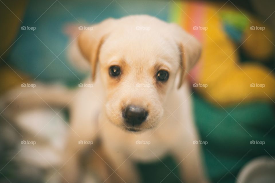 Labrador puppy