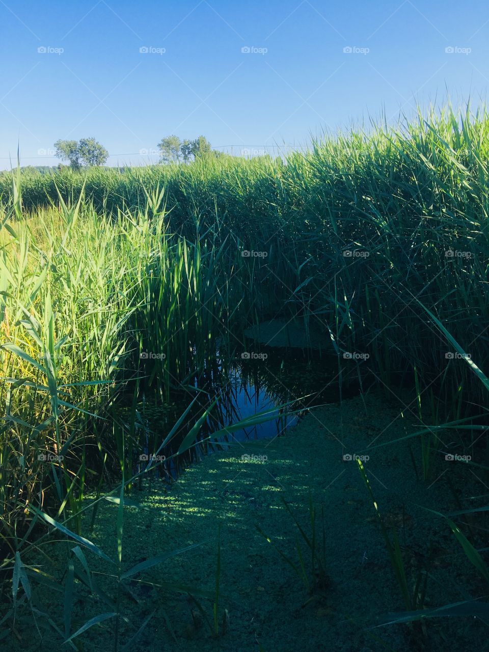 Stream or drainage ditch, on marshes,beautiful reeds either side with sunlight kissing their tips. Shadow hits the water which has attractive plant growth 