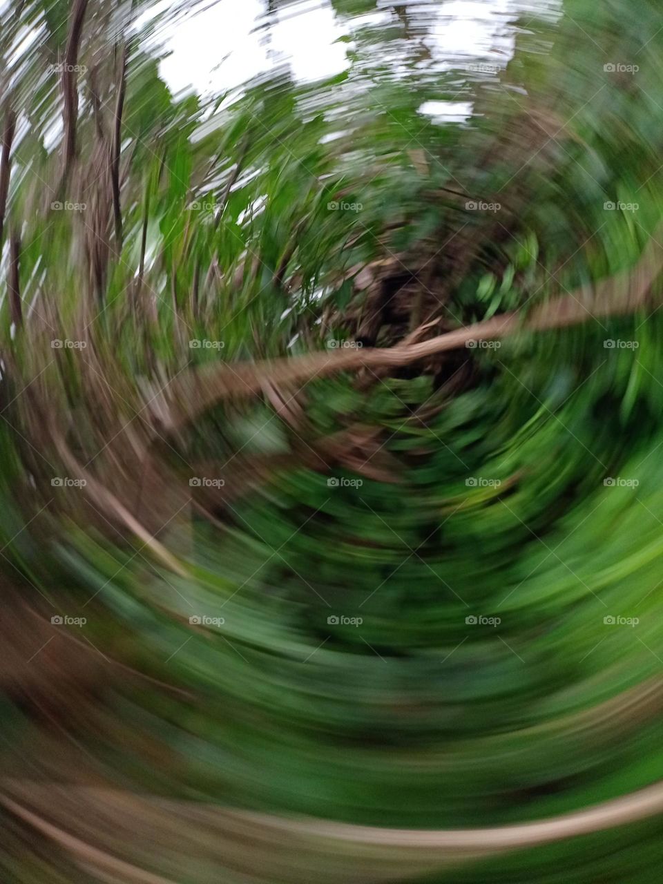 round Pettern different types of nature photography blur and dizziness it's like a tunnel middle of the forest