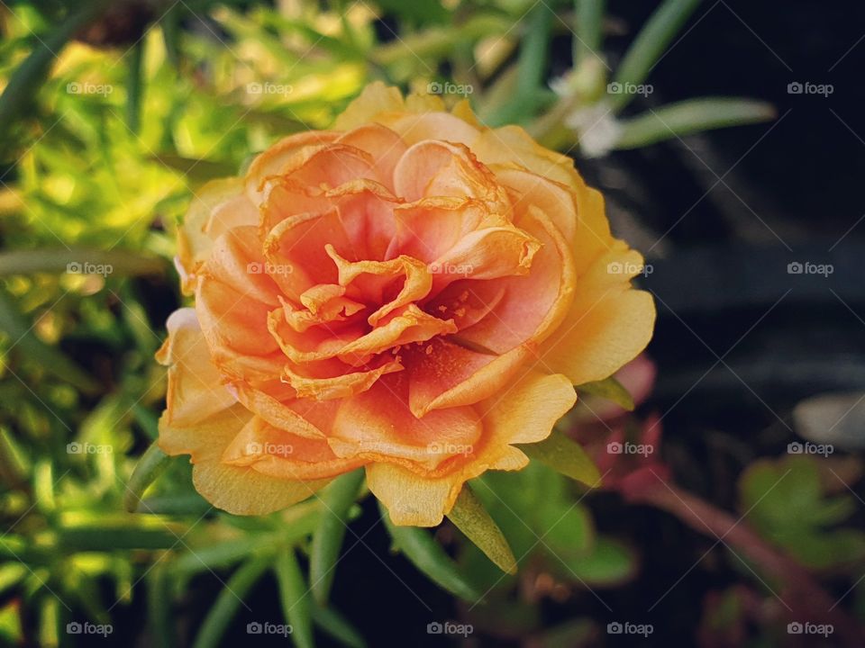 orange flower