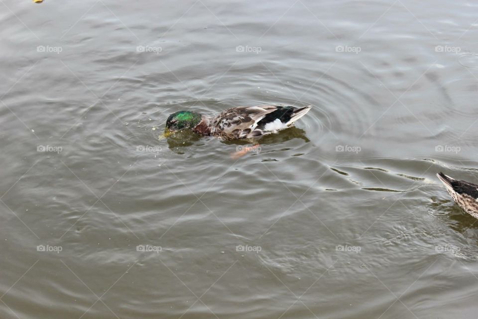 Two ducks swimming in the water