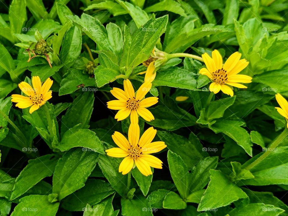 Wedelia Chinensis Yellow flowers (Sphagneticola Calendulacea).