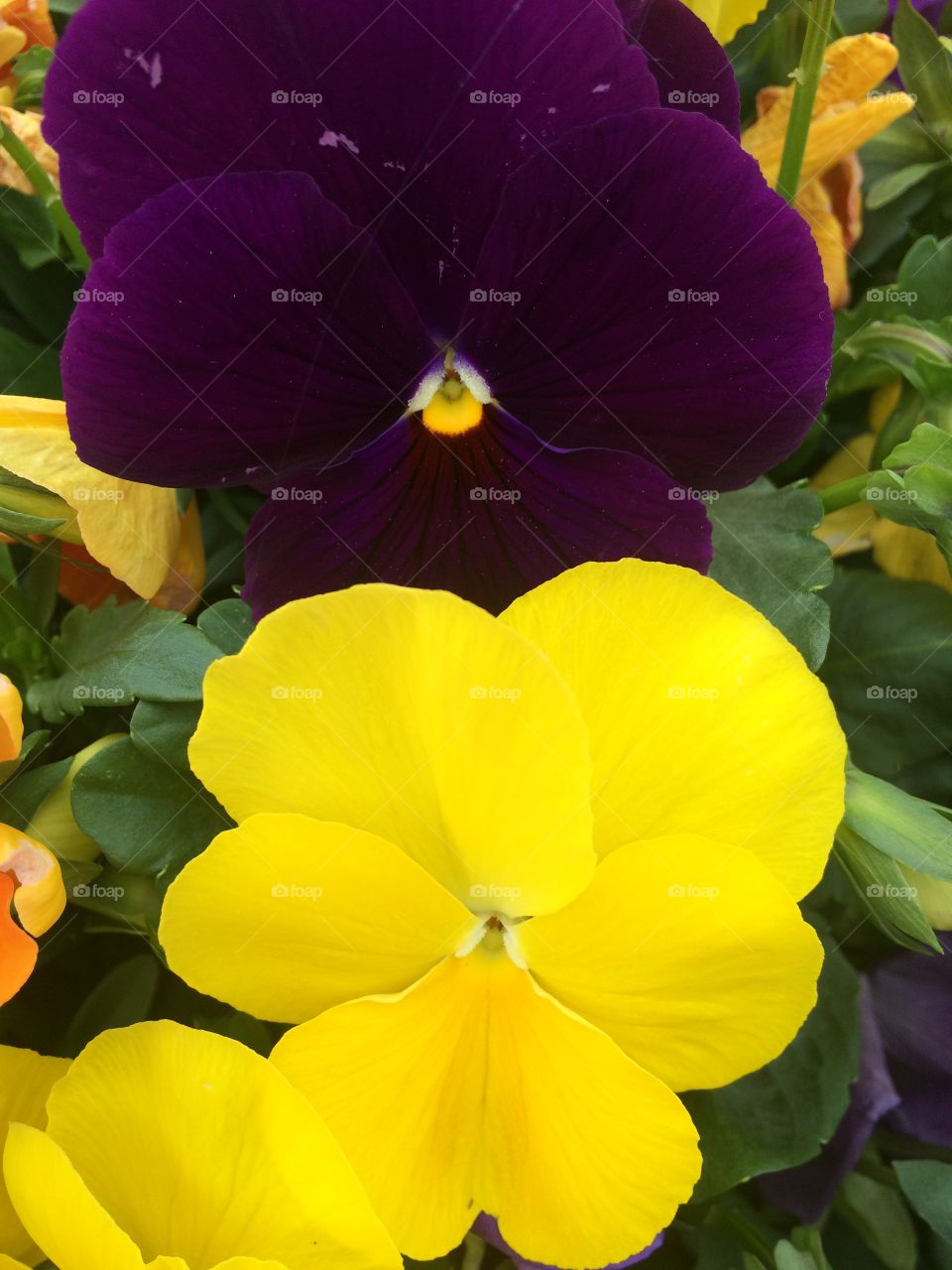 Yellow and purple pansies blooming in Oklahoma spring garden. 