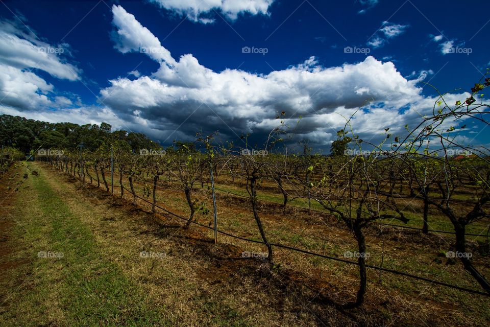 a grape field under the gray cloud. a grape field under the gray cloud