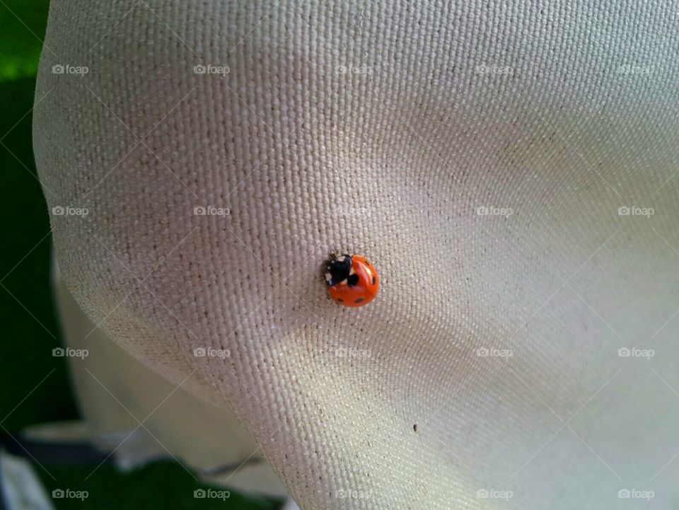 Ladybug