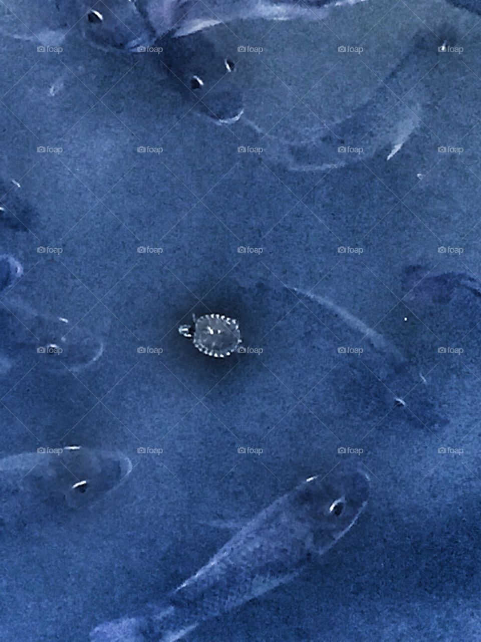 Snack time!  (The turtle was OK)