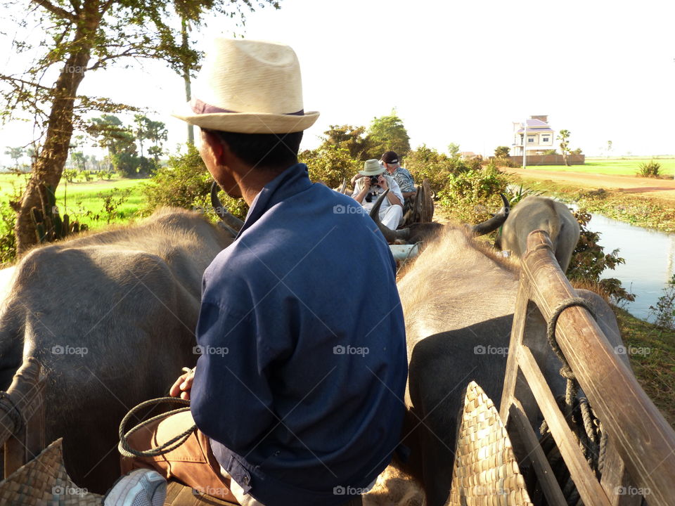 Ox cart ride in Cambodia