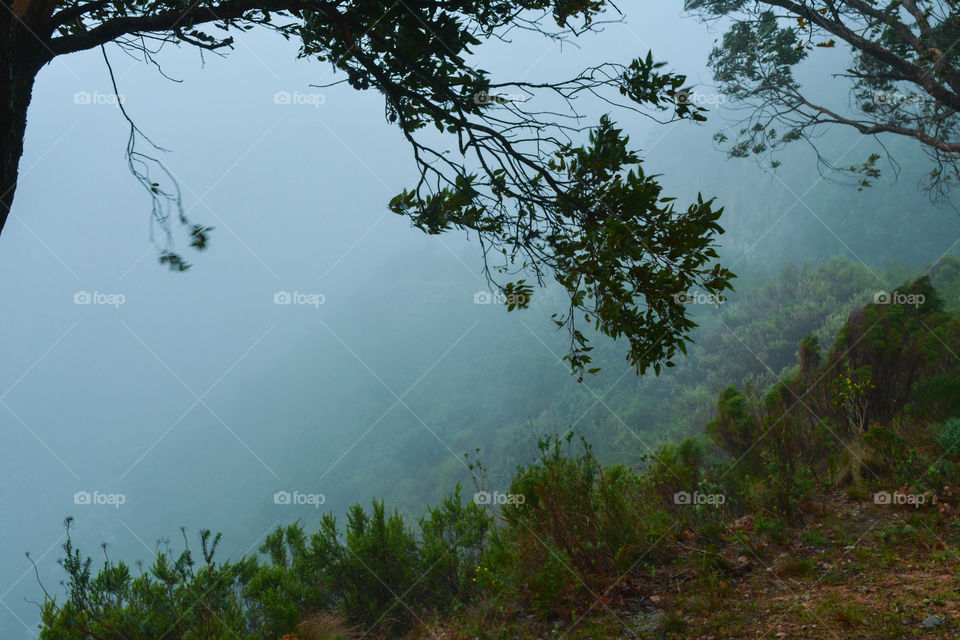 Misty morning