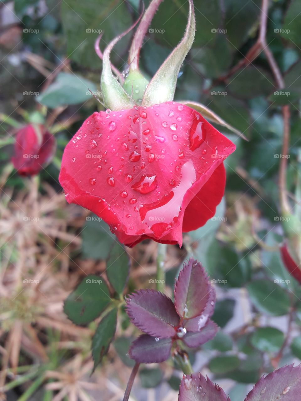 Blooming Rose Flower