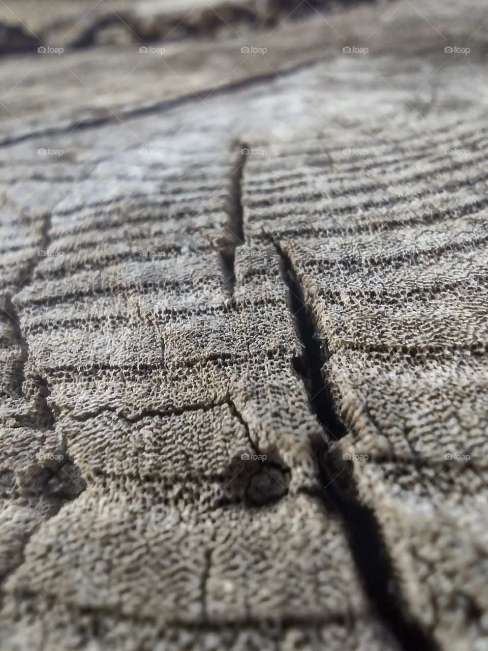 Unfiltered, lovely close-up of a beautifully aged tree stump in autumn