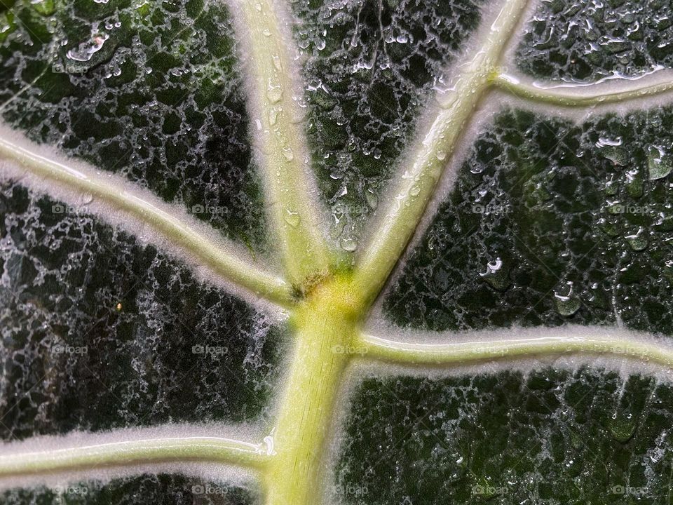 Extremely close up of green leaf 