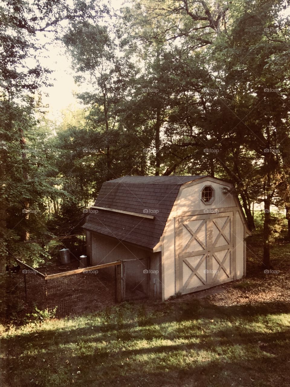 Chicken coop and shed