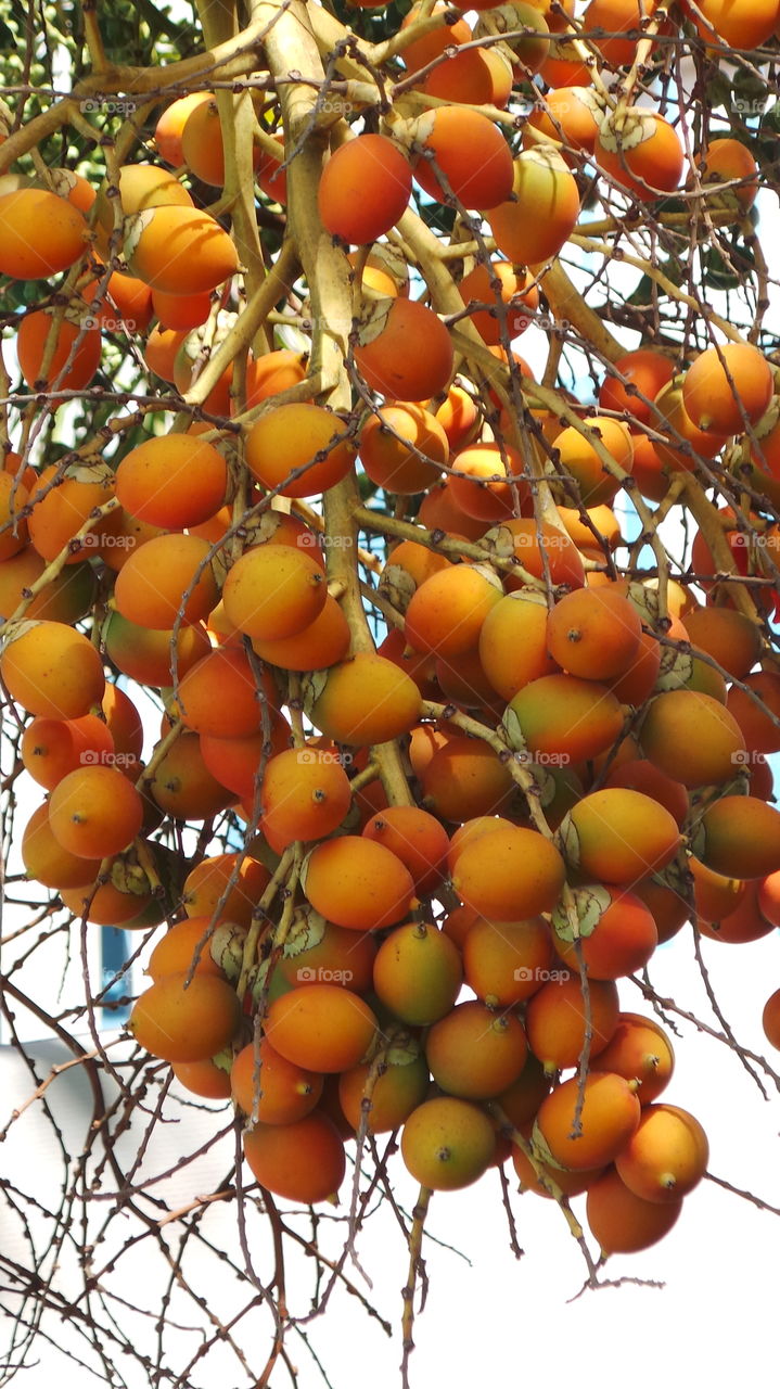 exotic fruits growing in gran canaria