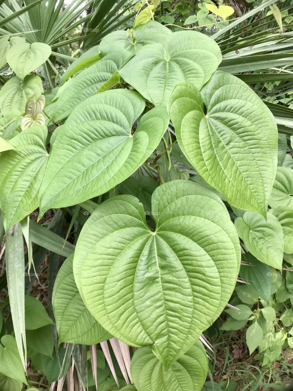 Green Large Leaves 