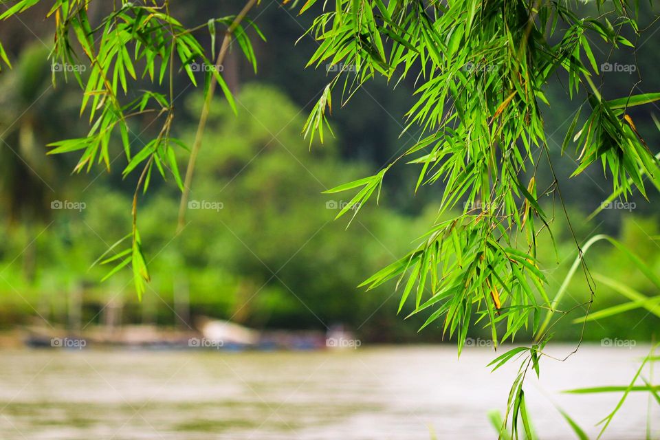 Serenity view of bamboo leaves by the river