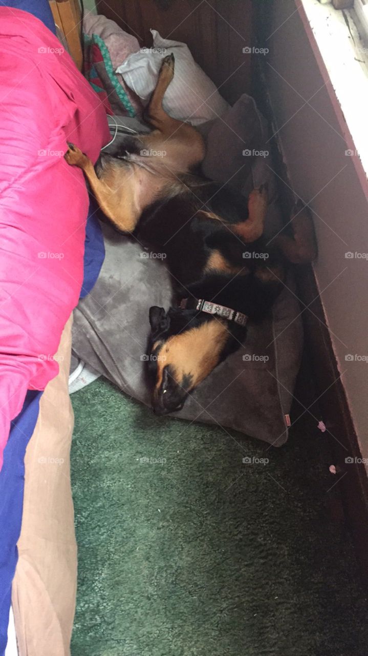 A sleeping "Vicious" Rottweiler 