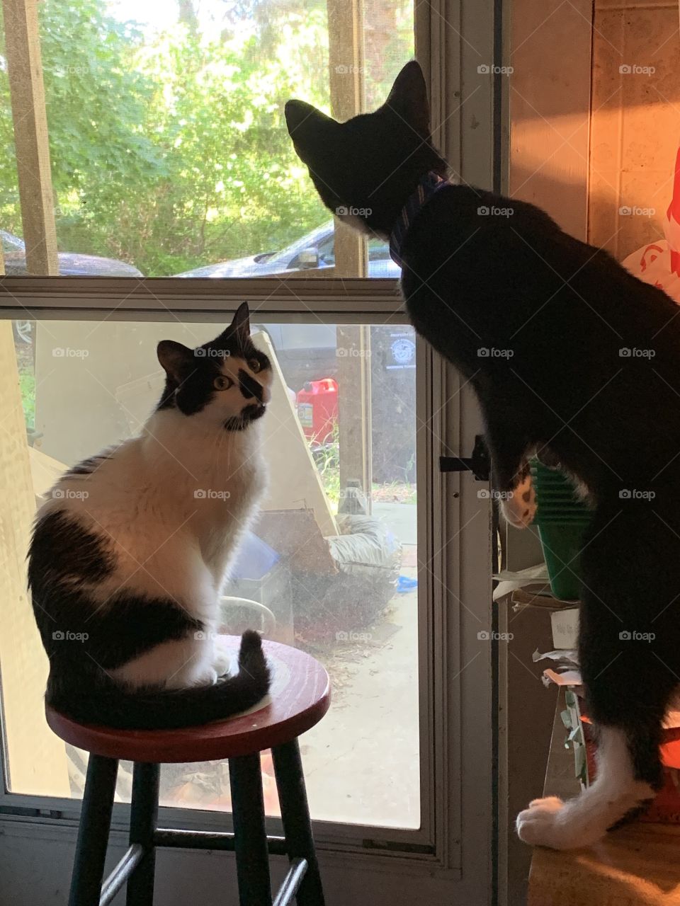 Cat, Kitten, Pet, Window, Animal