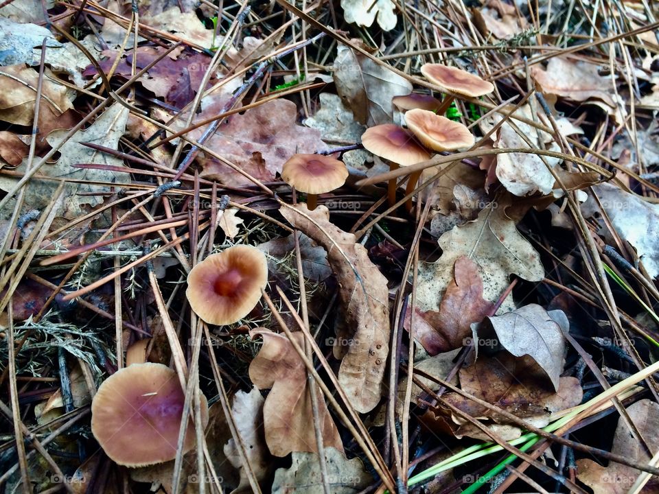 Aligned mushrooms in the woods 